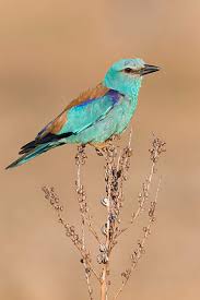 Attēlu rezultāti vaicājumam “Coracias garrulus adult”
