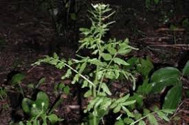Attēlu rezultāti vaicājumam “Cardamine impatiens”