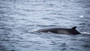 Image result for Balaenoptera bonaerensis