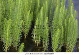 Attēlu rezultāti vaicājumam “Hippuris vulgaris leaf”