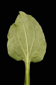 Attēlu rezultāti vaicājumam “Plantago major subsp. intermedia leaf”