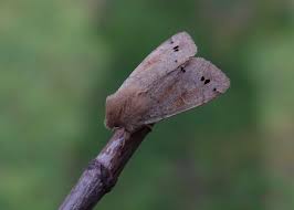 Attēlu rezultāti vaicājumam “Orthosia munda”