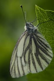 Attēlu rezultāti vaicājumam “Pieris napi male”