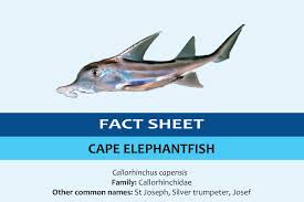 Image result for Callorhinchus capensis
