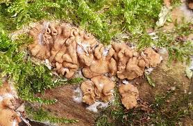 Attēlu rezultāti vaicājumam “Tilachlidium brachiatum”