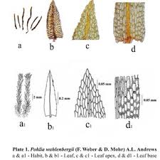 Attēlu rezultāti vaicājumam “Pohlia wahlenbergii”