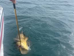 Image result for Newhaven Deep Sea Anglers