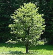 Attēlu rezultāti vaicājumam “Alnus glutinosa”