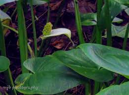 Attēlu rezultāti vaicājumam “Calla palustris fruit”