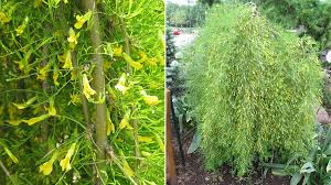 Attēlu rezultāti vaicājumam “Caragana arborescens flower”