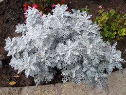 Image result for Cineraria maritima