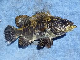 Image result for Polyprion americanus