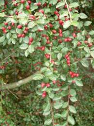 Attēlu rezultāti vaicājumam “Cotoneaster divaricatus fruit”