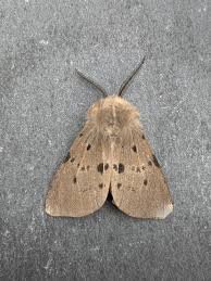 Attēlu rezultāti vaicājumam “Diaphora mendica”