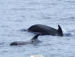 Image result for Globicephala melas