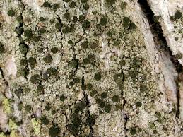 Attēlu rezultāti vaicājumam “Calicium adspersum”