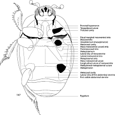 Attēlu rezultāti vaicājumam “Hypocaccus rugiceps”