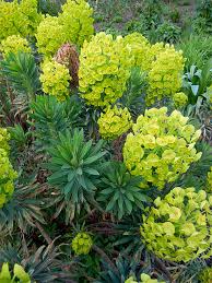 Image result for Wolfsmilch