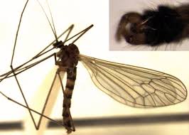 Attēlu rezultāti vaicājumam “Trichocera”