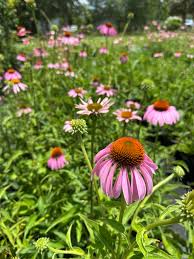 Image result for Echinacea purpurea