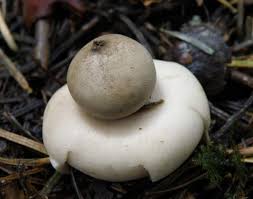 Attēlu rezultāti vaicājumam “Geastrum”