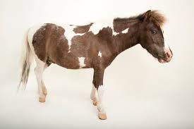 Attēlu rezultāti vaicājumam “Equus ferus caballus”