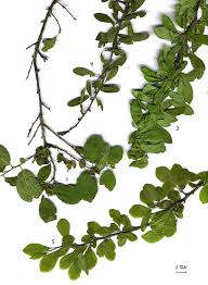 Attēlu rezultāti vaicājumam “Prunus spinosa leaf”