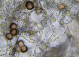 Attēlu rezultāti vaicājumam “Physarum diderma macro”