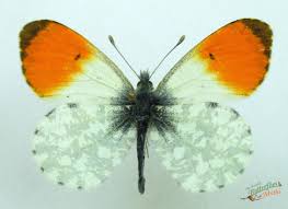 Attēlu rezultāti vaicājumam “Anthocharis cardamines underside”