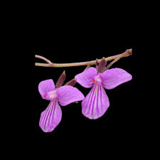 Attēlu rezultāti vaicājumam “Comatricha elegans stalked”