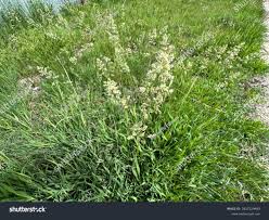 Attēlu rezultāti vaicājumam “Holcus lanatus  flower”