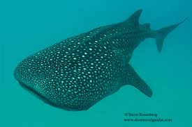 Image result for Rhincodon typus