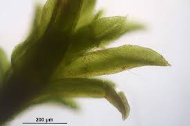 Attēlu rezultāti vaicājumam “Barbula convoluta”