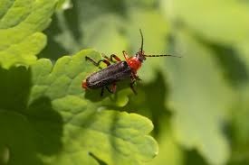 Attēlu rezultāti vaicājumam “Cantharis rustica”