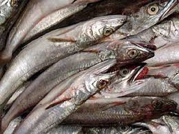 Image result for Merluccius merluccius