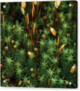 Attēlu rezultāti vaicājumam “Polytrichum commune sporophyte”