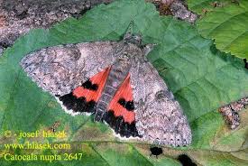 Attēlu rezultāti vaicājumam “Catocala nupta”