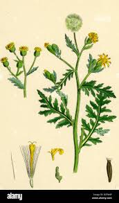 Attēlu rezultāti vaicājumam “Senecio viscosus leaf”