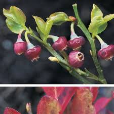 Attēlu rezultāti vaicājumam “Vaccinium myrtillus flower”