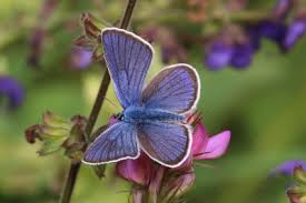 Attēlu rezultāti vaicājumam “Cyaniris semiargus male”