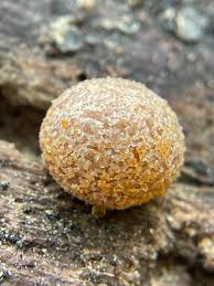 Attēlu rezultāti vaicājumam “Lycogala maculatum sessile”