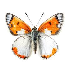 Attēlu rezultāti vaicājumam “Anthocharis cardamines”