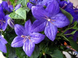 Image result for Campanula isophylla