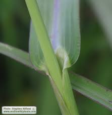 Attēlu rezultāti vaicājumam “Echinochloa crus-galli leaf”