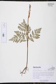 Attēlu rezultāti vaicājumam “Botrychium virginianum”