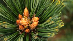 Attēlu rezultāti vaicājumam “Pinus peuce”