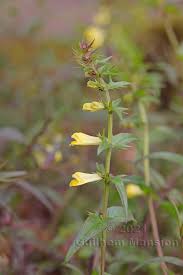 Attēlu rezultāti vaicājumam “Melampyrum pratense leaf”