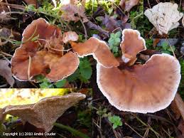 Attēlu rezultāti vaicājumam “Abortiporus biennis”