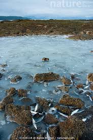 Image result for Clupea pallasii