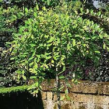 Attēlu rezultāti vaicājumam “Salix caprea”